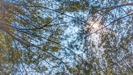 Enhanting sunbeams filtering through delicate pine baranches againts a serene sky, evoking a sense of pacefulness and natural beauty, perfect for wellness