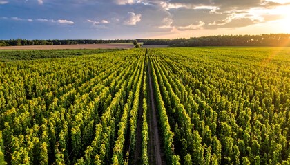 Aerial view of long rows of tall, green plants lead into horizon under bright sun and clouds