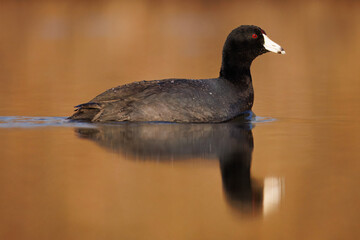 American Coot, Fulica americana.