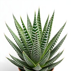 Obraz premium Haworthia fasciata Leaf Bold Zebra Succulent Leaf with Striking White Bands and Deep Green Texture on Pure White Background – Contemporary Desert Minimalism in Living Form