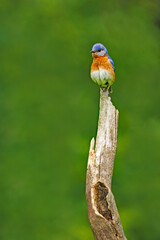 Eastern Bluebird, Sialis sialis