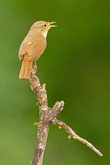House Wren, Troglodytes aedon.