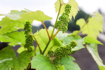 Close up grapevine flowers about to blossom. Vines. Grape flower buds, baby grapes. Grapevine clusters in the pre-bloom stage.