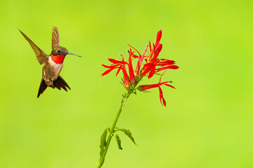 Male ruby-throated hummingbird, and cardinal flower, Lobelia cardinalis.