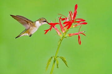 Immature male Ruby-Throated Hummingbird, Archilochus colubris, and Cardinal Flower, Lobelia cardinalis.