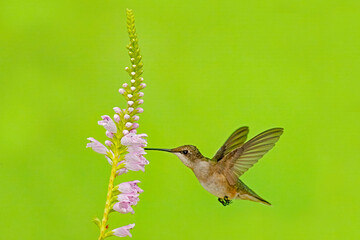 Juvenile ruby-throated hummingbird, Archilochus colubris, and obedient plant, Physostegia virginiana