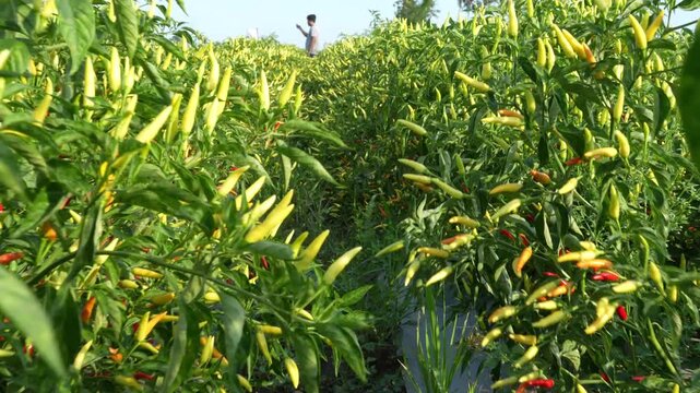 Chilli plant, bird pepper, chilli harvest