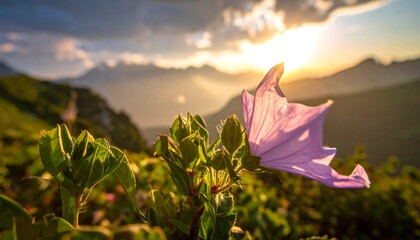 A soft pink flower in foreground set against a mountain range during sunset