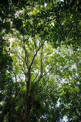 Majestic Tree Trunk and Branches Reaching Towards the Sunlit Forest Canopy