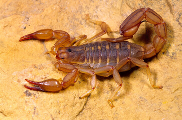 Coahuilan bark scorpion, Centruroides coahuilae.
