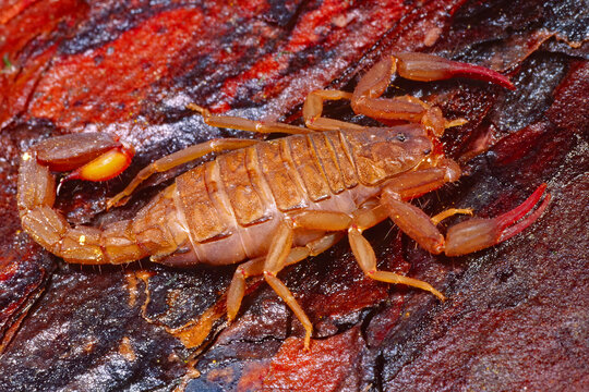 Catalina mountain bark scorpion, Centruroides catalinensis.  A species native to the Catalina Mountains, Arizona.