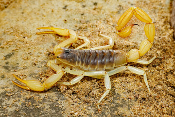 Giant, or Arizona Hairy Scorpion, Hadrurus arizonensis