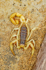 Giant, or desert hairy scorpion, Hadrurus arizonensis, dorsal view
