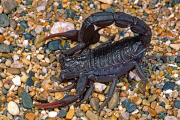 Israel black scorpion, Hottentotta judaica