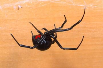 Southern blac widow spider, Latrodectus mactans.