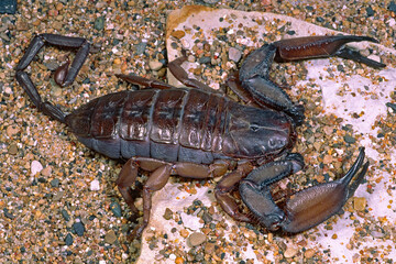 An undetermined species of African flat rock scorpion, Hadogenes sp.