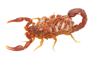 Carolina Devil Scorpion, Vaejovis carolineanus, female with instar scorplets, on white background.