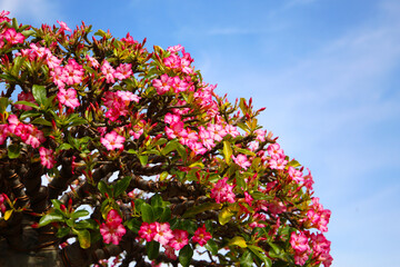Obraz premium Adenium obesum, Pink desert rose flowers blooming under clear blue sky.