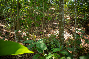 Sunlit Tropical Forest Floor with Dense Trees and Undergrowth