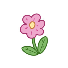 pink carnation flower