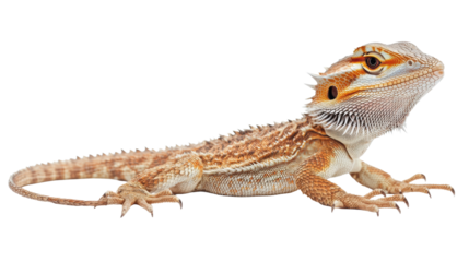 Bearded dragon crawling right across white background
