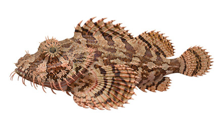 Obraz premium Scorpionfish with mottled brown and tan camouflage pattern against