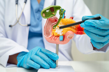 Liver with gallbladder, pancreas spleen and duodenum, Asian doctor holding human anatomy model for study diagnosis and treatment in hospital.