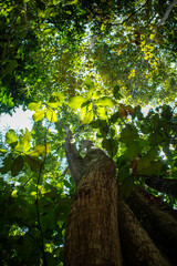 Fototapeta premium Low Angle View of a Large Tree Trunk and Sunlit Tropical Forest Canopy
