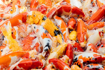 Colorful Koi Fish Swimming in a Vibrant Pond Environment