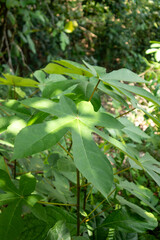 Sunlit Palmate Leaves of a Macaranga Plant in the Tropical Rainforest
