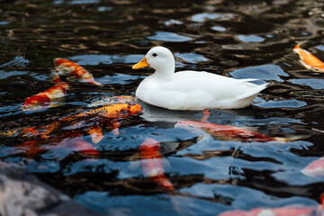 White Duck Swimming Among Colorful Koi Fish in Calm Water