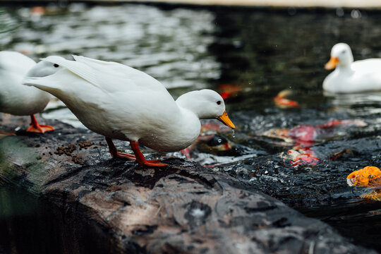 White Ducks Feeding Near a Pond with Colorful Fish Swimming
