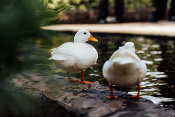 Obraz premium Two White Ducks by Tranquil Water in a Natural Setting