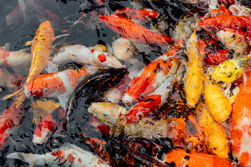 Colorful Koi Fish Swimming in Clear Water of Tranquil Pond Environment