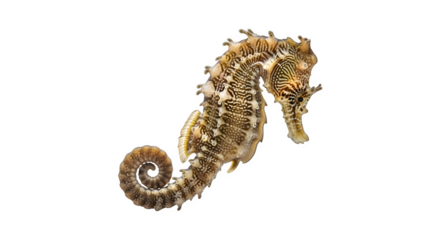 Detailed close up of a beautiful seahorse against a stark