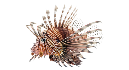 Striking lionfish with distinctive stripes and venomous spines swimming in the ocean