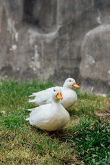 White Ducks Walking on Green Grass in Natural Outdoor Setting