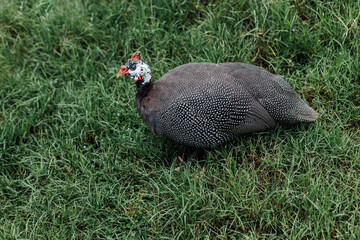 Beautiful Guinea Fowl Walking on Lush Green Grass in Natural Habitat