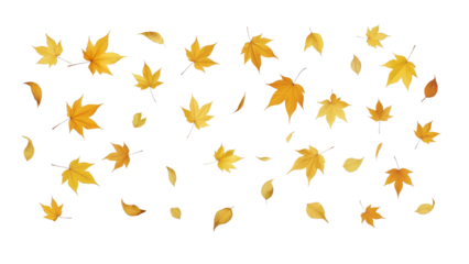 Scattered maple leaves in warm autumn shades of yellow and orange on white background, natural seasonal composition symbolizing fall, change, and fleeting beauty