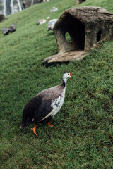 Duck Walking Near Small Stone Shelter on Green Grass Field