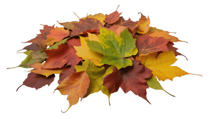 Scattered autumn leaves in shades of yellow, red, orange, and brown, various shapes and textures on white background, symbolizing seasonal change, diversity, and natural beauty.