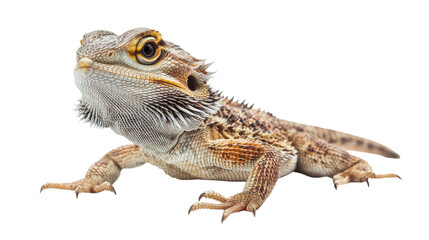 Obraz premium Pair of bearded dragons walking side by side 