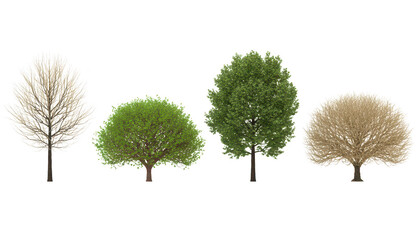 Four trees in different seasons isolated on transparent background, illustration