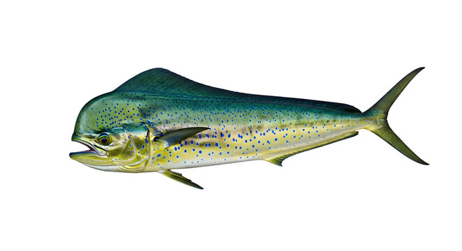 Colorful mahi mahi fish swimming in the ocean with a view