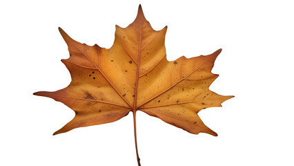 Obraz premium Single dried brown maple leaf with pointed lobes and visible veins, curled edges on white background, symbolizing autumn, change, and natural simplicity.
