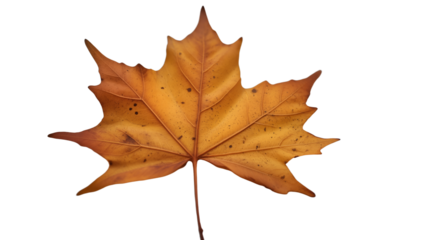 Single dried brown maple leaf with pointed lobes and visible veins, curled edges on white background, symbolizing autumn, change, and natural simplicity.