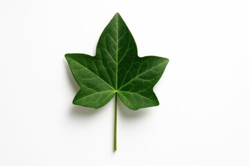 Single hedera ivy leaf with five lobes and a slender petiole centered on pure white clean botanical study