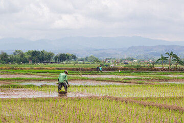 Obraz premium farmer planting new seed in the paddy field with background of a hill.
