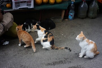 a cat wandering around a traditional market