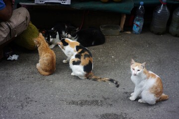 a cat wandering around a traditional market